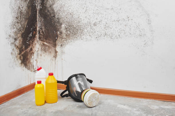 Best Best Mold Removal Companies  in Panthersville, GA