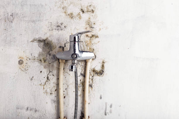 Panthersville, GA Mold Removal Company