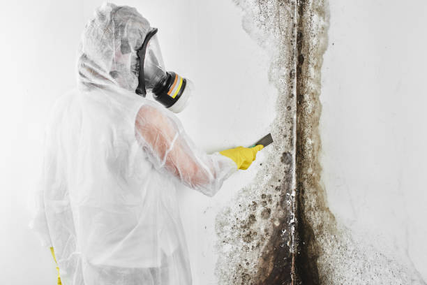 Best Mold Cleaning Services  in Panthersville, GA
