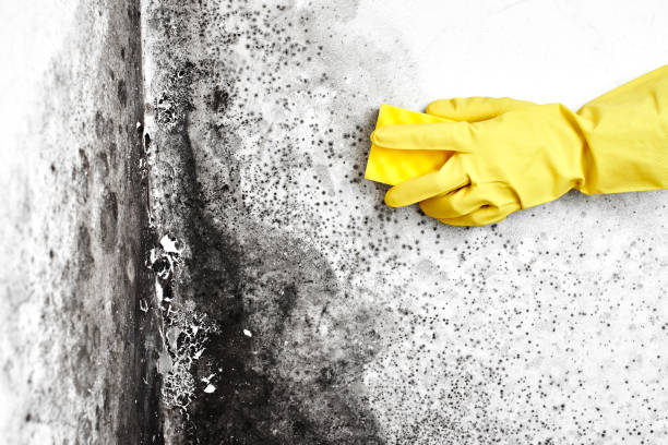 Mold Removal and Inspection in Panthersville, GA
