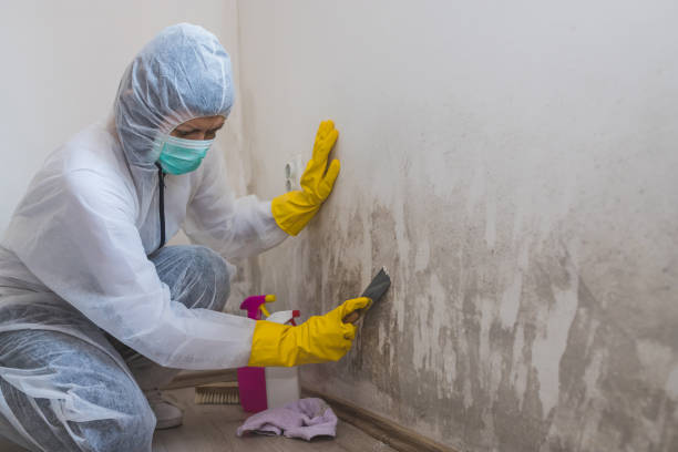 Best Affordable Mold Removal  in Panthersville, GA