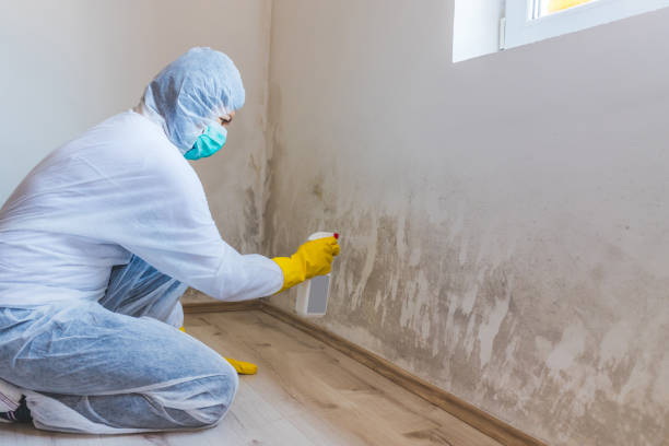 Mold Removal Process in Panthersville, GA