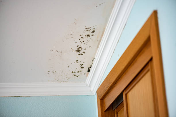 Best Mold Remediation  in Panthersville, GA