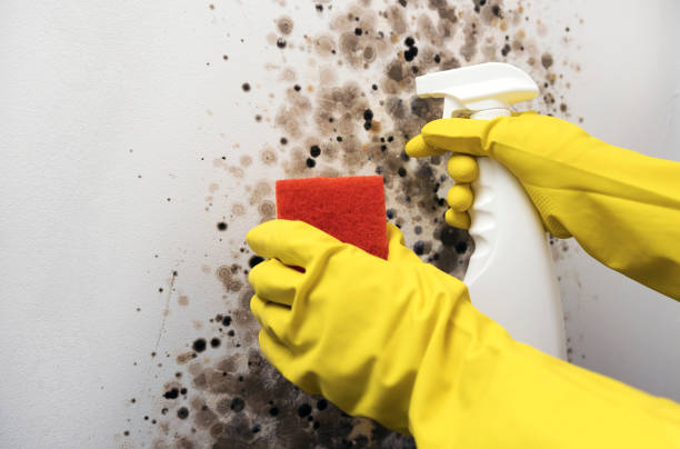 Best Mold Testing  in Panthersville, GA