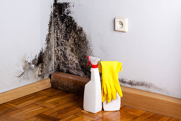 Best Local Mold Removal Service  in Panthersville, GA