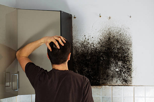 Best Emergency Mold Removal  in Panthersville, GA